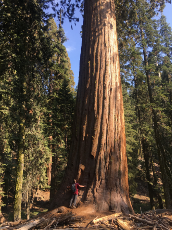 Sequoia tree