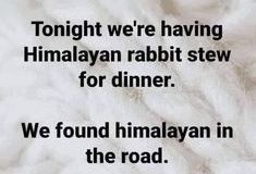 rabbit
