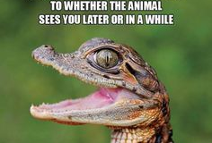 Croc.png