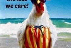 Rooster.jpg